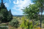 Olive and pinetrees