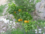 lemon tree