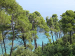 pinetrees